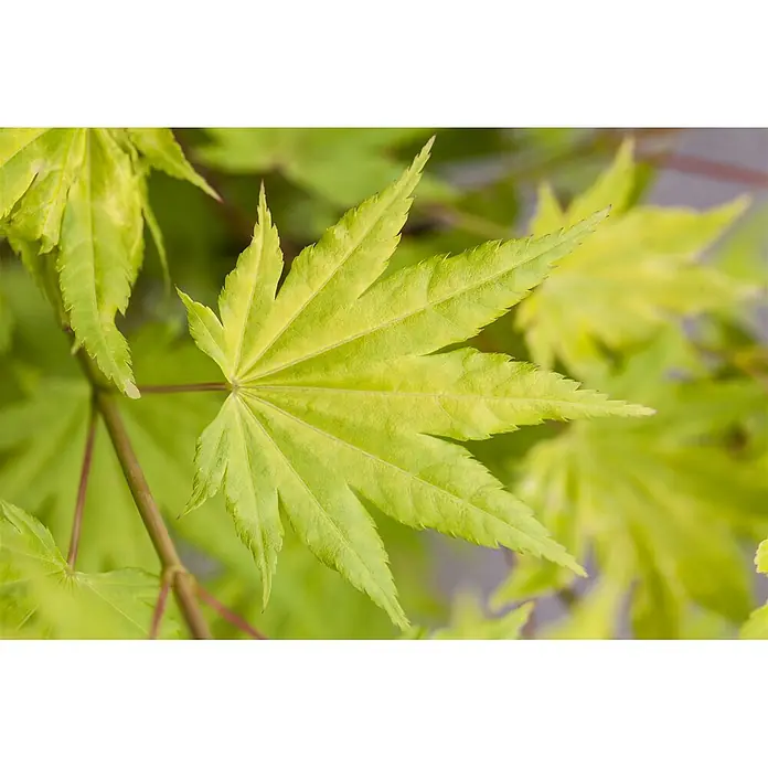 Pflanzen für dich Fächerahorn 60-100 cm - Acer shirasawanum 'Jordan' - Ein hellgrünes, tief gelapptes Ahornblatt mit gezackten Rändern und sichtbarer Äderung.