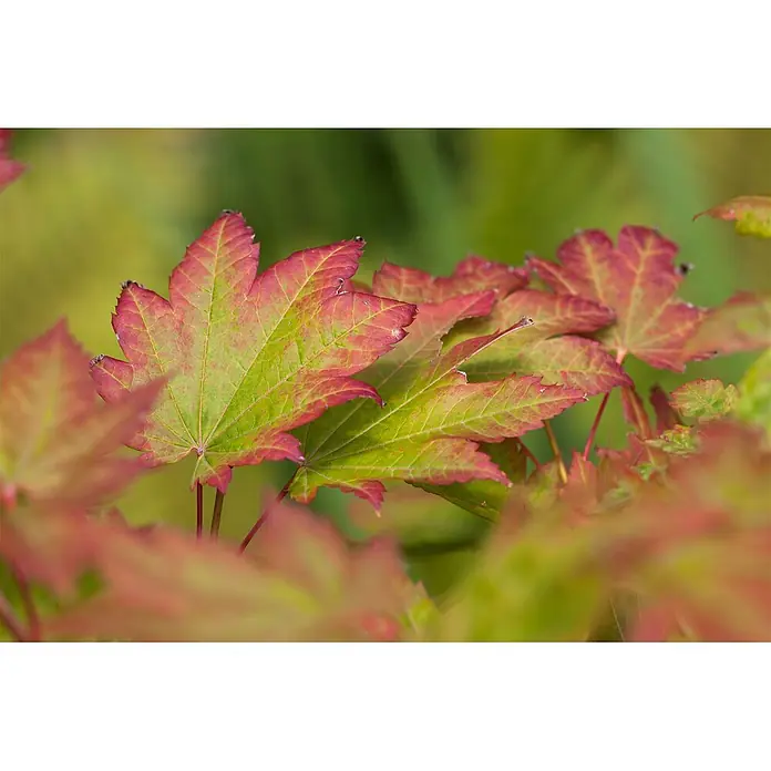 Pflanzen für dich Fächerahorn 150-175 cm - Acer japonicum 'Vitifolium' - Ahornblätter, grün in der Mitte und rot an den Rändern, zeigen die beginnende Herbstfärbung.