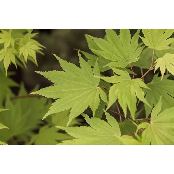Pflanzen für dich Fächerahorn 60-100 cm - Acer shirasawanum 'Jordan' - Hellgrüne Ahornblätter mit markanten gelappten und gezackten Rändern sowie roten Stielen.