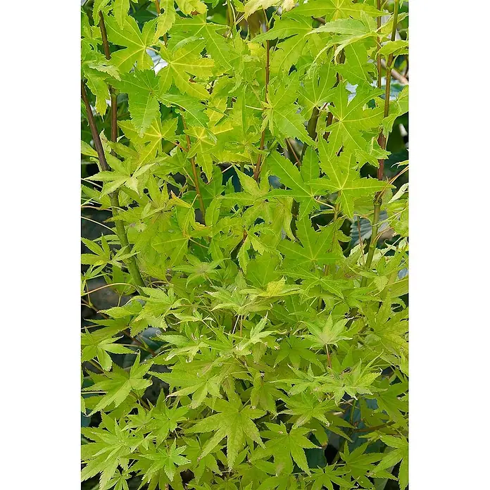 Pflanzen für dich Fächerahorn 60-100 cm - Acer shirasawanum 'Jordan' - Nahaufnahme von hellgrünen, tief gelappten, ahornartigen Blättern mit sichtbaren Adern.