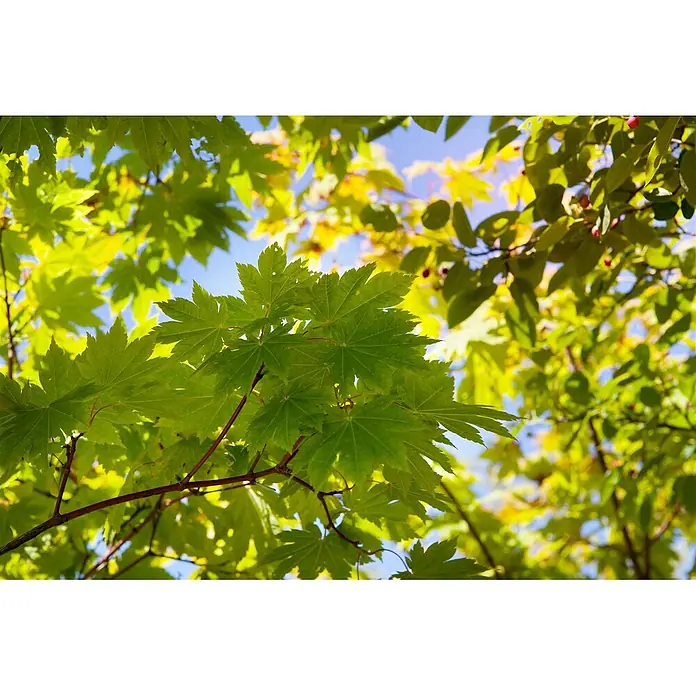 Pflanzen für dich Fächerahorn 150-175 cm - Acer japonicum 'Vitifolium' - Leuchtend grüne Ahornblätter und gelbes Laub vor blauem Himmel, mit roten Beeren.