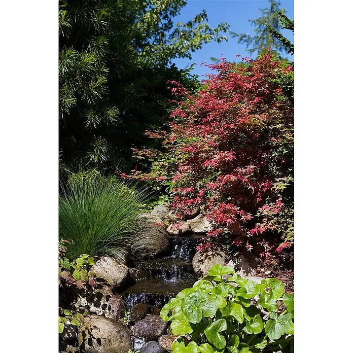 Pflanzen für dich Fächerahorn 125-150 cm - Acer palmatum 'Corallinum' - Eine lebendige Gartenszene mit einem kleinen Wasserfall, der über Felsen kaskadiert, umgeben von üppigem Grün und rotem Laub unter blauem Himmel.