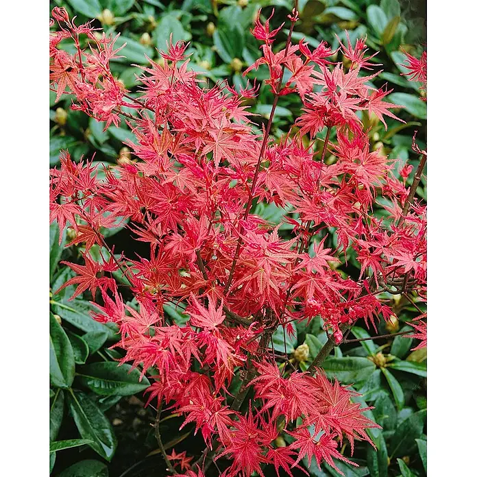 Pflanzen für dich Fächerahorn 125-150 cm - Acer palmatum 'Corallinum' - Leuchtend roter Japanischer Ahorn mit zarten, sternförmigen Blättern.