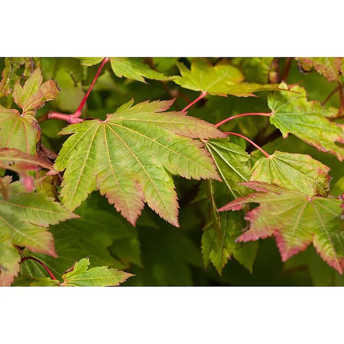 Pflanzen für dich Fächerahorn 150-175 cm - Acer japonicum 'Vitifolium' - Nahaufnahme von leuchtend grünen Ahornblättern mit roten Rändern und hellroten Stielen, die eine detaillierte Äderung zeigen.