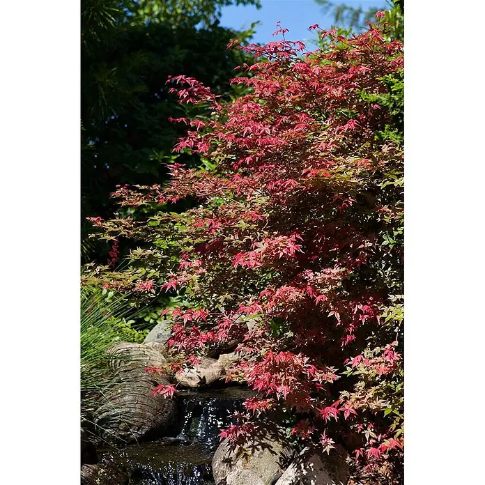 Pflanzen für dich Fächerahorn 125-150 cm - Acer palmatum 'Corallinum' - Leuchtend roter Fächerahornbaum gedeiht neben einem kleinen Wasserfall und großen Steinen.