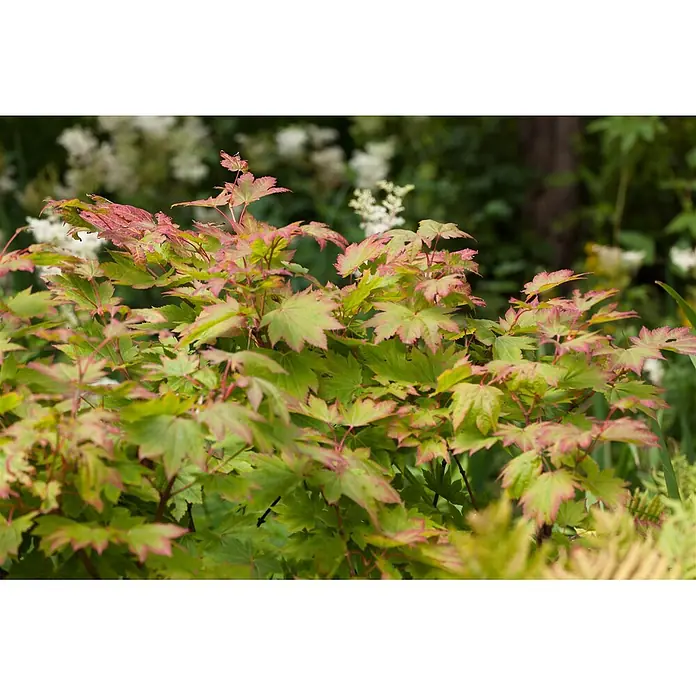 Pflanzen für dich Fächerahorn 150-175 cm - Acer japonicum 'Vitifolium' - Lebendige grüne Pflanze mit rosa umrandeten, ahornähnlichen Blättern in einer natürlichen Gartenumgebung.