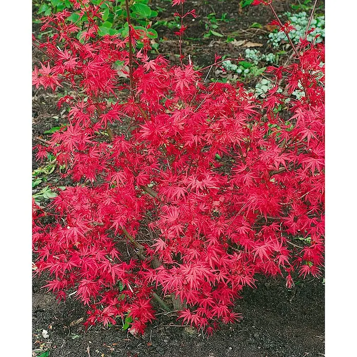 Pflanzen für dich Fächerahorn 125-150 cm - Acer palmatum 'Corallinum' - Leuchtend roter Fächerahornstrauch mit tief gelappten Blättern.