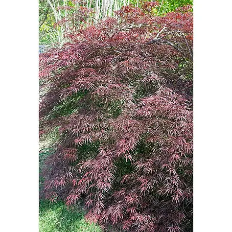 Pflanzen für dich  Fächerahorn 60-80 cm