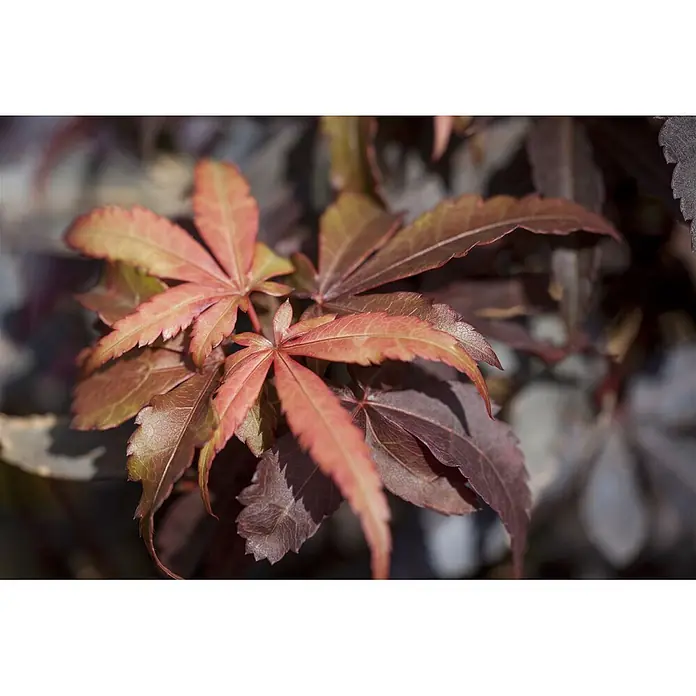 Pflanzen für dich Fächerahorn 40-60 cm - Acer palmatum 'Skeeters Broom' - Nahaufnahme von leuchtend rötlich-orangen, handförmigen Blättern mit dunklerem rötlich-braunem Laub.