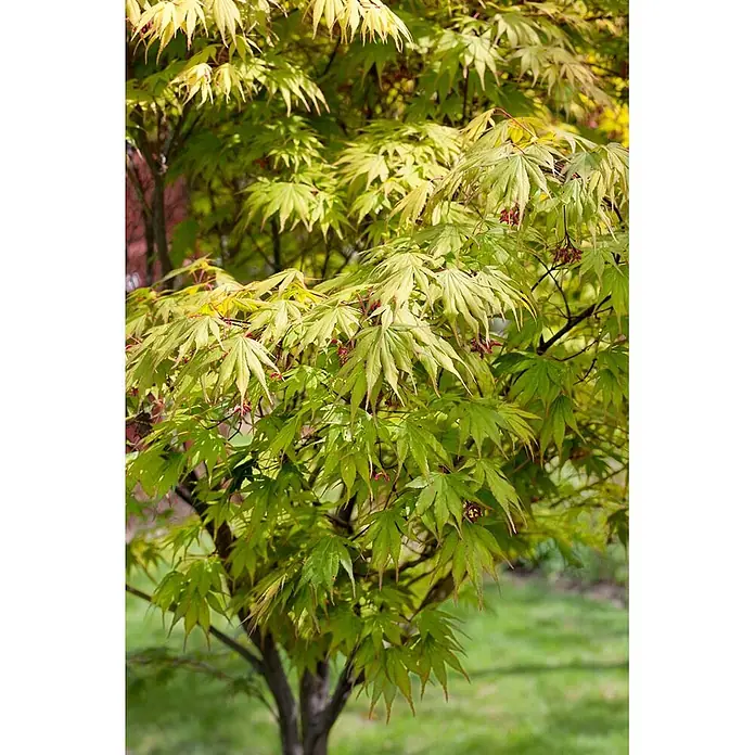 Pflanzen für dich Fächerahorn 175-200 cm - Acer palmatum 'Autumn Glory' - Grüner japanischer Ahornbaum mit gelbspitzigen Blättern und roten Samenkapseln, der sein lebendiges Laub zeigt.