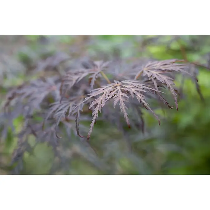 Pflanzen für dich Fächerahorn 60-80 cm - Acer palmatum 'Tamuke yama' - Nahaufnahme von tief gelapptem, rötlich-violettem Laub mit zartem, farnähnlichem Aussehen.