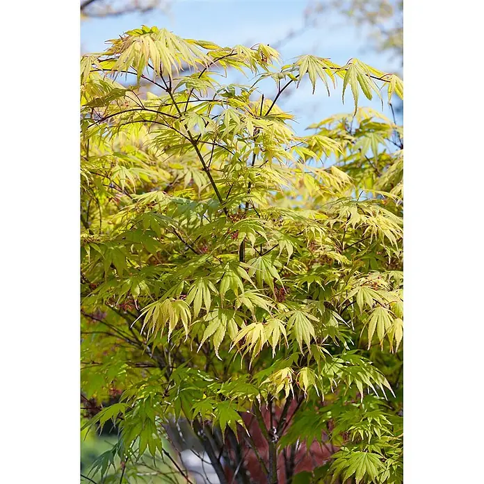 Pflanzen für dich Fächerahorn 175-200 cm - Acer palmatum 'Autumn Glory' - Ein Japanischer Ahornbaum mit leuchtend grün-gelben, tief gelappten Blättern unter hellem Himmel.