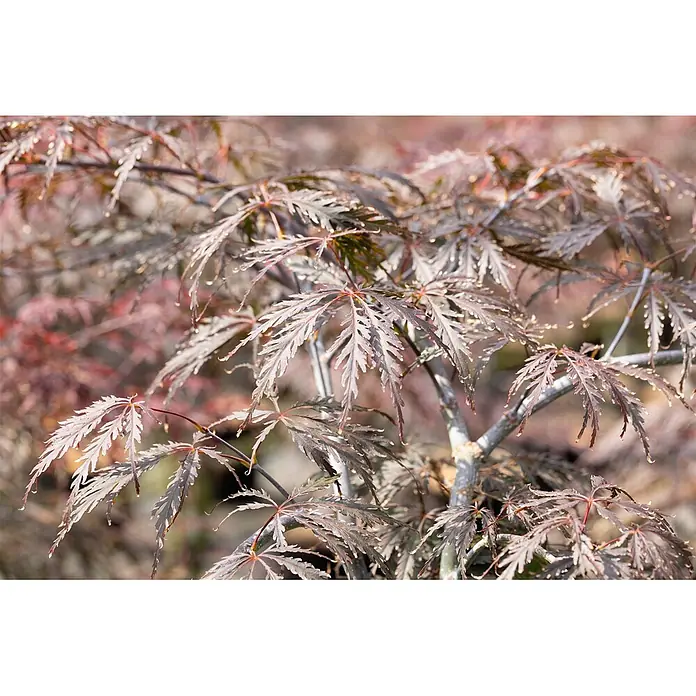 Pflanzen für dich Fächerahorn 60-80 cm - Acer palmatum 'Tamuke yama' - Dunkelrotbraune, tief gelappte Pflanzenblätter mit kleinen Wassertropfen an Ästen.