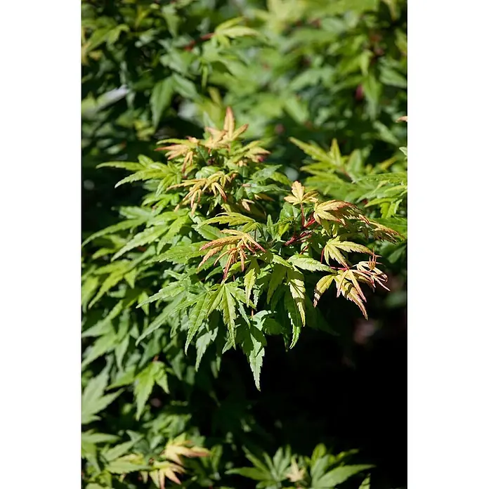 Pflanzen für dich Fächerahorn 100-125 cm - Acer palmatum 'Seiun kaku' - Grüne Ahornblätter mit frischem, rotbraunem Neuaustrieb.