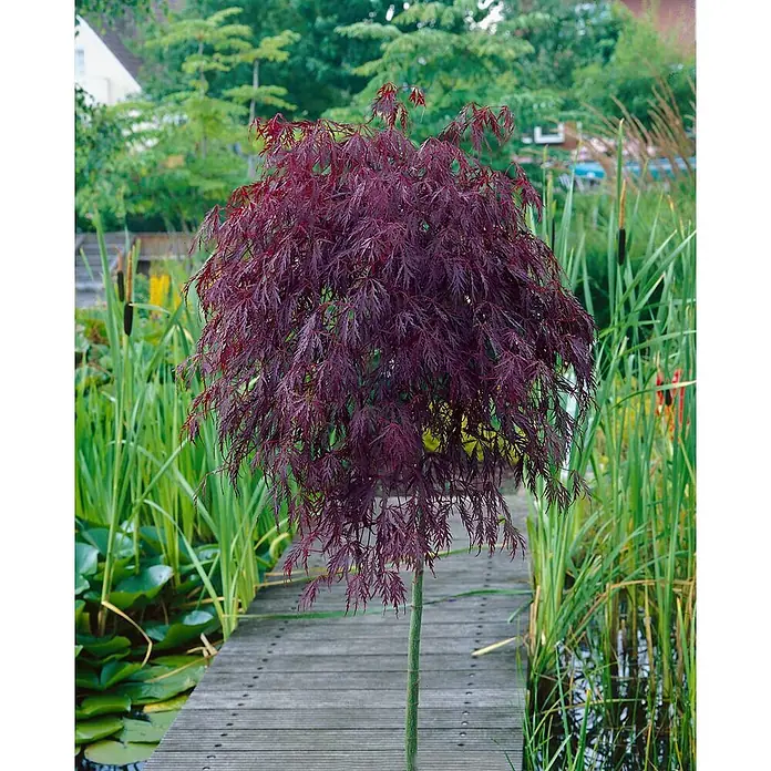 Pflanzen für dich Fächerahorn 60-80 cm - Acer palmatum 'Tamuke yama' - Dunkelroter Fächerahorn mit fein geschnittenen Blättern, an einem Holzsteg neben einem Teich gepflanzt.