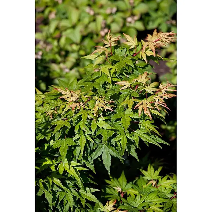 Pflanzen für dich Fächerahorn 100-125 cm - Acer palmatum 'Seiun kaku' - Lebendiger grüner Japanischer Ahorn mit rötlich-bronzenen neuen Blättern und Stielen.