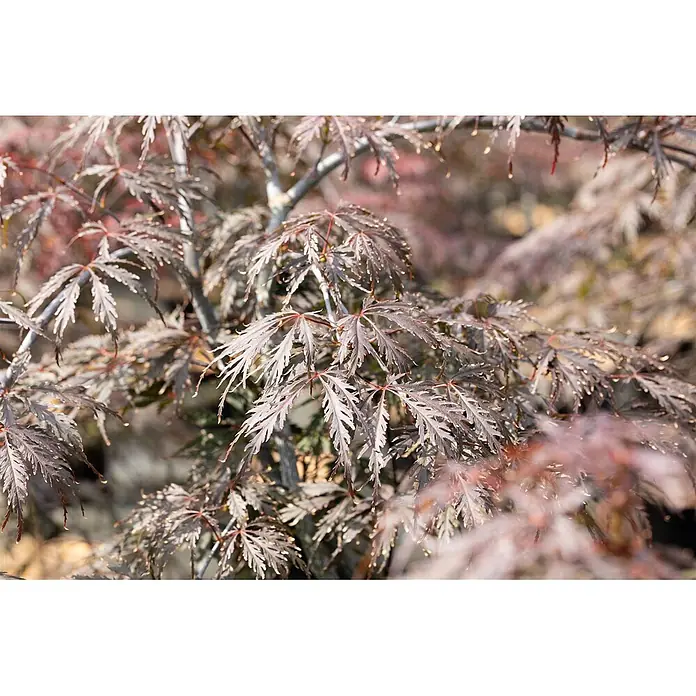 Pflanzen für dich Fächerahorn 60-80 cm - Acer palmatum 'Tamuke yama' - Nahaufnahme von burgunderfarbenen, fein geschlitzten Fächerahornblättern.