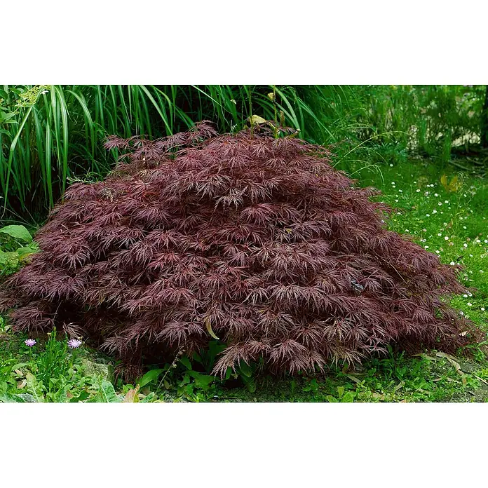 Pflanzen für dich Fächerahorn 40-50 cm - Acer palmatum 'Crimson Queen' - Ein dichter, runder japanischer Ahorn mit dunkelroten, tief gelappten Blättern, der im Garten gedeiht.