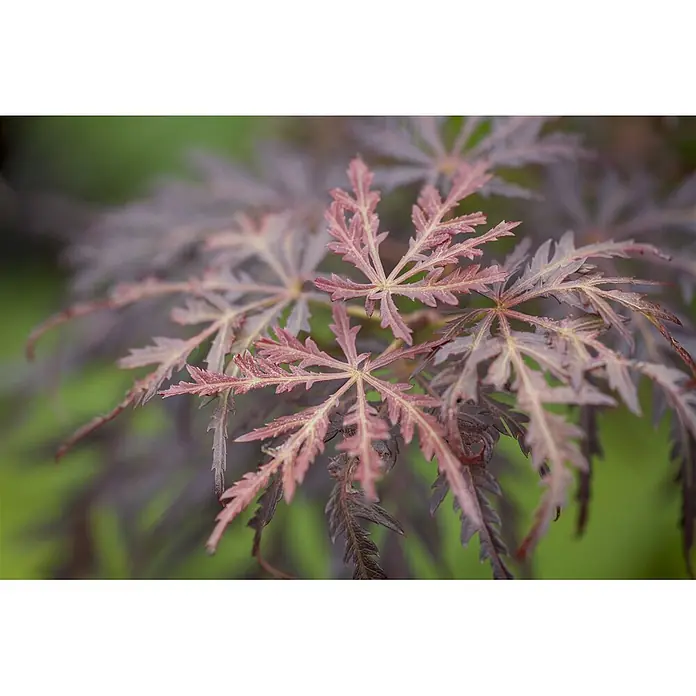 Pflanzen für dich Fächerahorn 60-80 cm - Acer palmatum 'Tamuke yama' - Tief gelappte, rot-violette Blätter mit helleren Adern und gezackten Rändern, typisch für einen Fächerahorn.