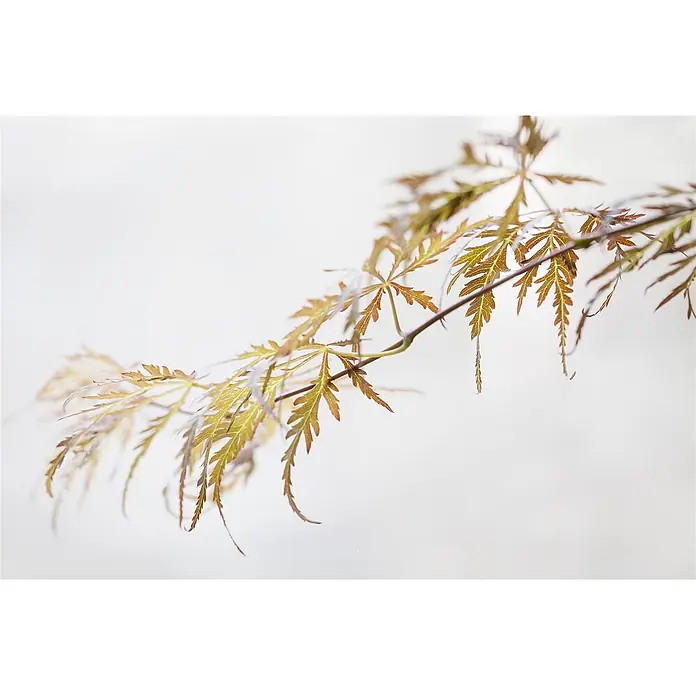 Pflanzen für dich Fächerahorn 40-50 cm - Acer palmatum 'Crimson Queen' - Zarter Zweig mit tief gelappten, grün-rötlich-braunen Blättern.