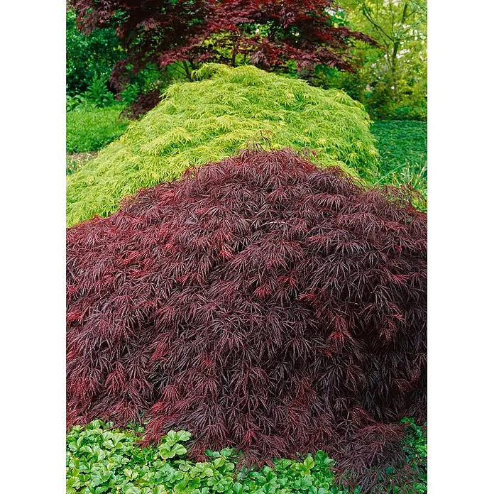 Pflanzen für dich Fächerahorn 40-50 cm - Acer palmatum 'Crimson Queen' - Kaskadenförmige Fächerahornbäume in leuchtendem Rot, Limettengrün und dunklerem Rot bilden eine üppige, geschichtete Gartenanlage.
