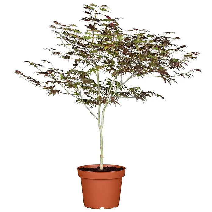Pflanzen für dich Fächerahorn 60-80 cm - Acer palmatum 'Atropurpureum' - Topf-Fächerahorn mit rot-grünen Blättern in einem Terrakotta-Topf.