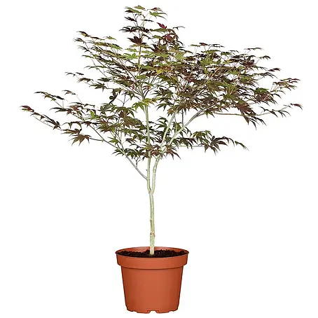 Pflanzen für dich  Fächerahorn 60-80 cm