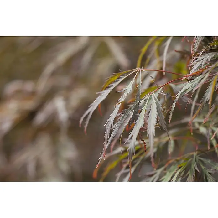 Pflanzen für dich Fächerahorn 40-50 cm - Acer palmatum 'Crimson Queen' - Feine, mehrlappige Blätter in Grün, Rot und Bronze, in natürlicher Umgebung.