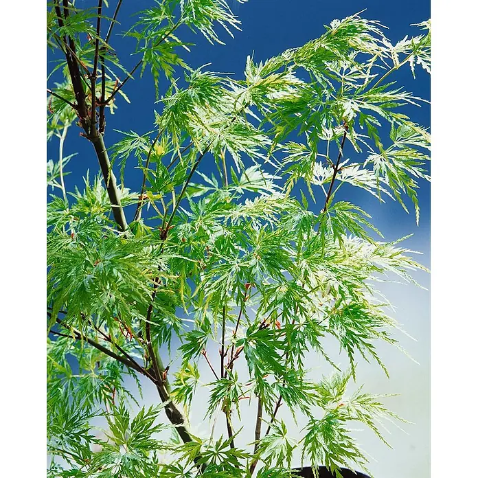 Pflanzen für dich Fächerahorn 175-200 cm - Acer palmatum 'Seiryu' - Grüner Fächerahorn mit fein geschlitzten, teils panaschierten Blättern und rötlichen Ästen.