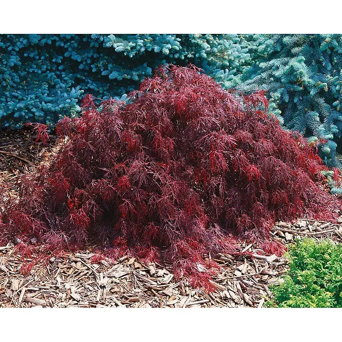 Pflanzen für dich Fächerahorn 40-50 cm - Acer palmatum 'Crimson Queen' - Ein leuchtend roter Fächerahorn mit fein geschnittenen Blättern in einem Garten mit Rindenmulch und blaugrünen Nadelbäumen.