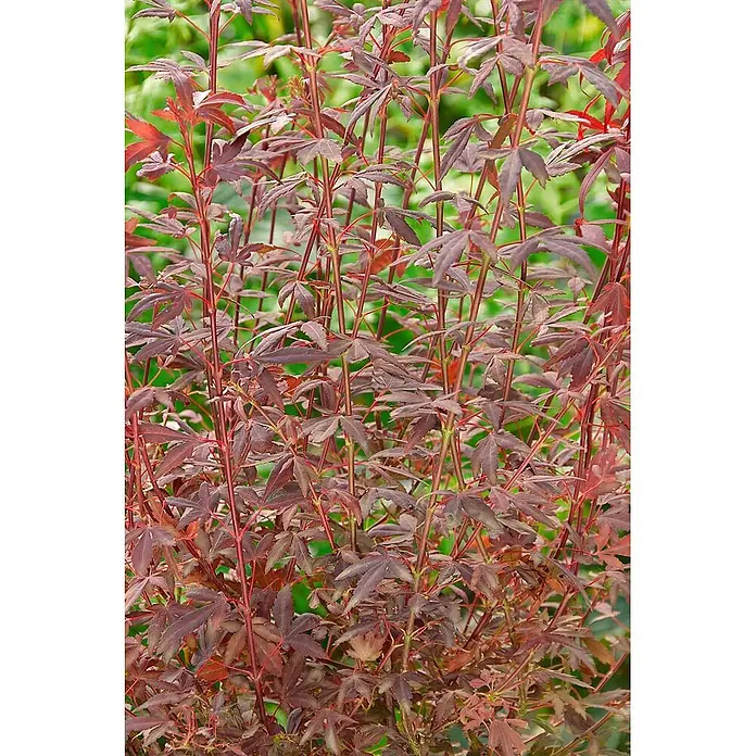 Pflanzen für dich Fächerahorn 60-80 cm - Acer palmatum 'Brand's Dwarf' - Rotblättriger Zierstrauch mit zahlreichen schlanken, aufrechten Stielen und tief gelappten Blättern.