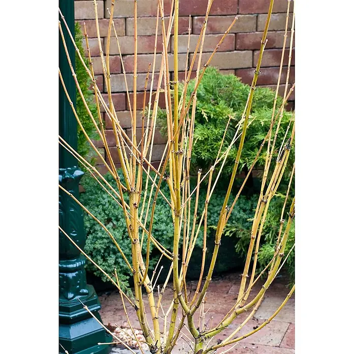 Pflanzen für dich Fächerahorn 40-60 cm - Acer palmatum 'Bi-Hoo' - Pflanze mit vielen leuchtend gelben Stängeln, die im Garten winterliche Farbe zeigen.