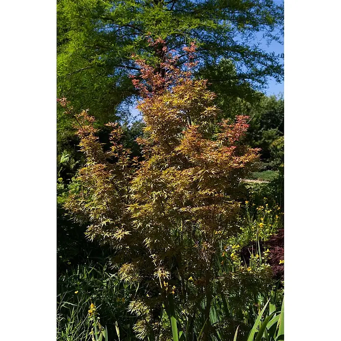 Pflanzen für dich Fächerahorn Fächerahorn - Acer palmatum 'Wilsons Pink Dwarf' - Leuchtender japanischer Ahornbaum mit grün-gelben Blättern und roten Spitzen in einem sonnigen Garten.