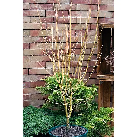 Pflanzen für dich  Fächerahorn 60-80 cm