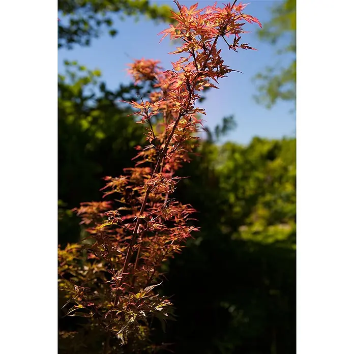 Pflanzen für dich Fächerahorn Fächerahorn - Acer palmatum 'Wilsons Pink Dwarf' - Eine Nahaufnahme eines Pflanzenzweigs mit leuchtend roten und orangefarbenen Blättern, der sich einem blauen Himmel entgegenstreckt.