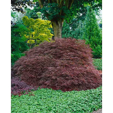 Pflanzen für dich  Fächerahorn 60-70 cm