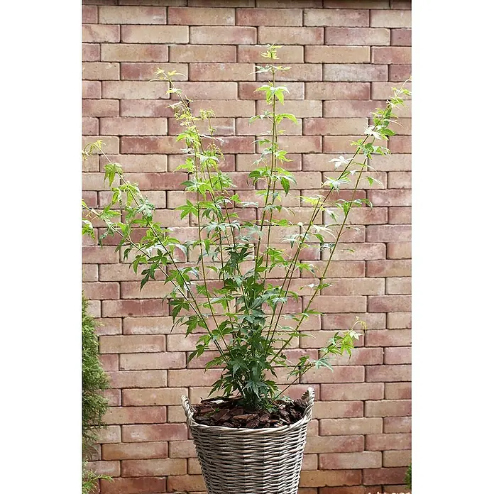 Pflanzen für dich Fächerahorn 40-60 cm - Acer palmatum 'Bi-Hoo' - Eine leuchtend grüne Blattpflanze in einem grauen geflochtenen Korbtopf.