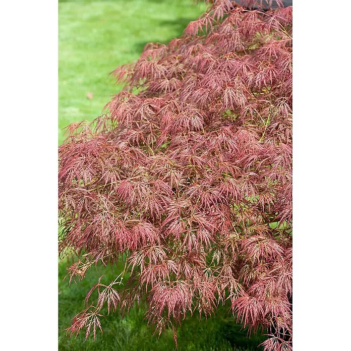 Pflanzen für dich Fächerahorn 60-70 cm - Acer palmatum 'Ornatum' - Roter japanischer Ahornbaum mit fein geschnittenen, leuchtenden Blättern.