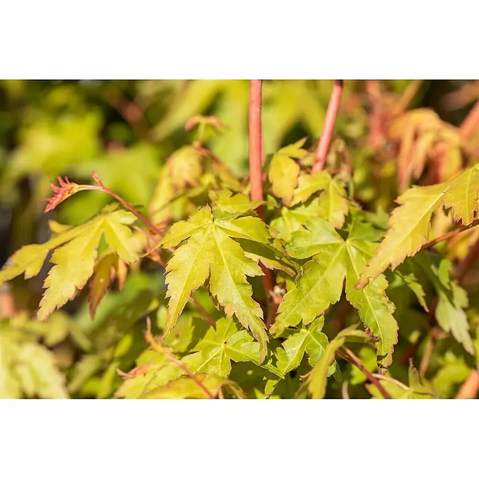 Pflanzen für dich Fächerahorn 40-60 cm - Acer palmatum 'Bi-Hoo' - Grüne und gelbe Ahornblätter mit rötlichen Stielen.