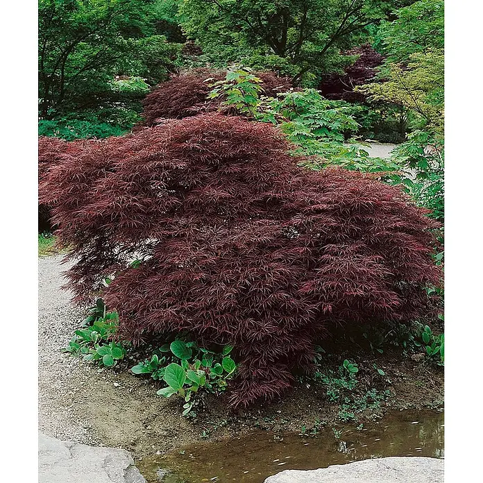 Pflanzen für dich Fächerahorn 60-70 cm - Acer palmatum 'Ornatum' - Tiefroter Fächerahorn mit fein geschlitzten Blättern, wächst an einem kleinen Bach in einem üppigen Garten.