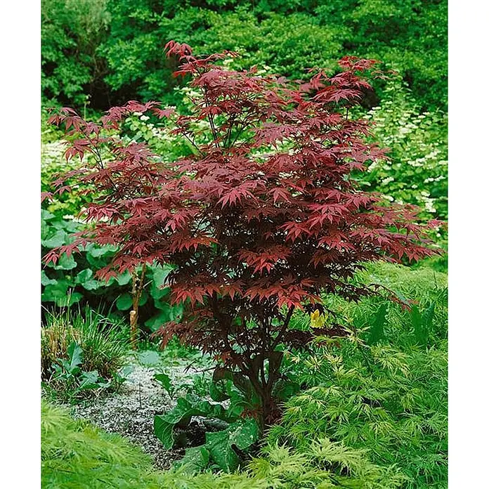 Pflanzen für dich Fächerahorn Fächerahorn - Acer palmatum 'Atropurpureum' - Roter japanischer Ahornbaum mit gelappten Blättern.