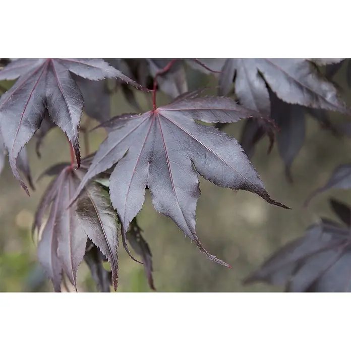 Pflanzen für dich Fächerahorn 125-150 cm - Acer palmatum 'Fireglow' - Nahaufnahme von tiefvioletten Ahornblättern mit markanten roten Adern und gezackten Rändern.