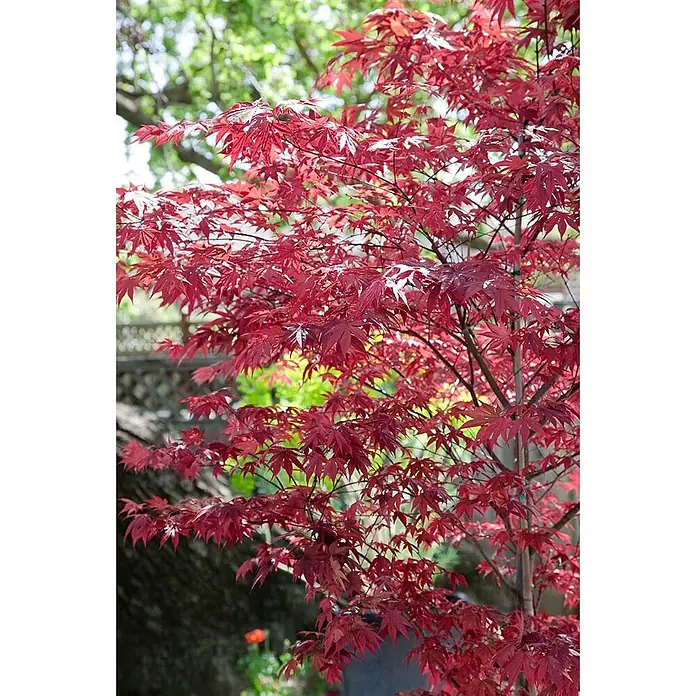Pflanzen für dich Fächerahorn 125-150 cm - Acer palmatum 'Fireglow' - Leuchtend rote Blätter eines Japanischen Ahornbaums.