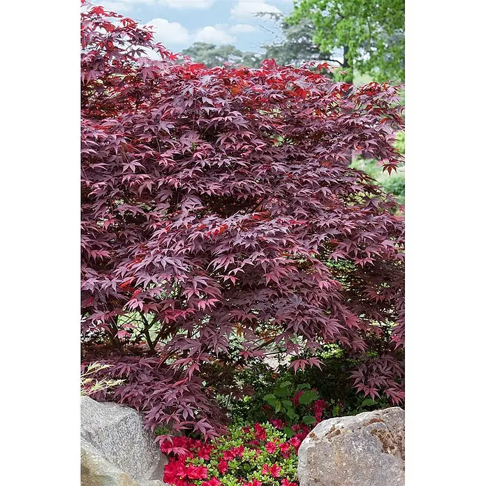 Pflanzen für dich Fächerahorn 125-150 cm - Acer palmatum 'Fireglow' - Ein üppiger roter Fächerahorn mit tief burgunderroten Blättern in einem Garten, akzentuiert durch rote Blumen und Felsen.