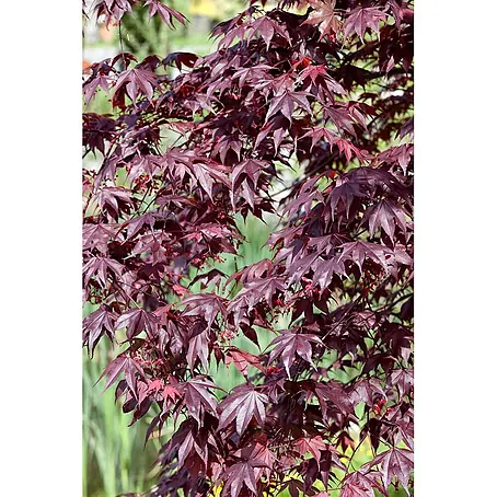 Pflanzen für dich  Fächerahorn 60-80 cm