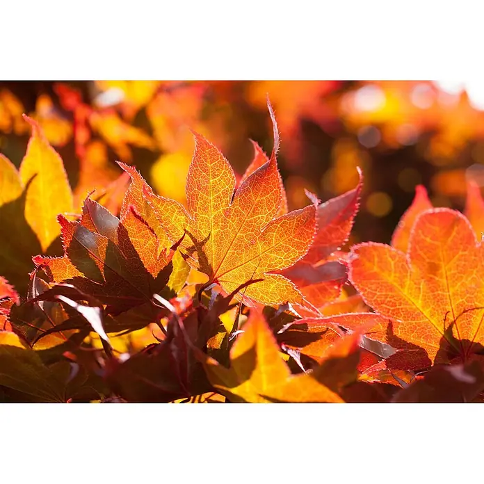 Pflanzen für dich Fächerahorn 125-150 cm - Acer palmatum 'Fireglow' - Nahaufnahme leuchtend oranger und roter Herbstblätter, vom Sonnenlicht durchleuchtet, mit feinen Blattadern.