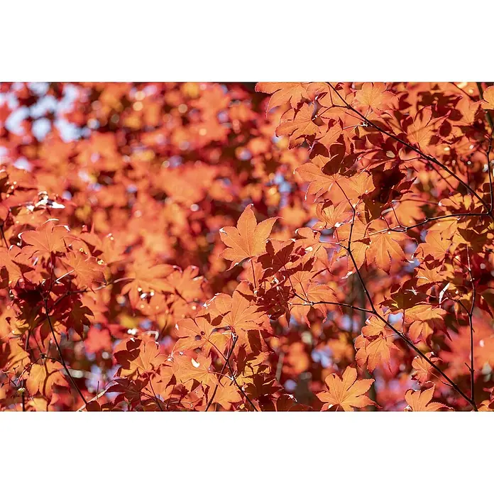 Pflanzen für dich Fächerahorn 125-150 cm - Acer palmatum 'Fireglow' - Leuchtend rot-orange Ahornblätter an Ästen, im Sonnenlicht glühend. Herbstfarben.