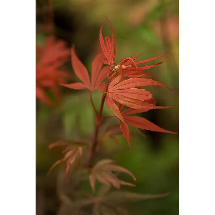 Pflanzen für dich Fächerahorn 60-80 cm - Acer palmatum 'Shaina' - Lebendige rot-orange Ahornblätter an einem Stiel, mit zarten, gezackten Rändern.