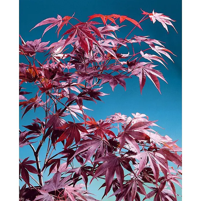 Pflanzen für dich Fächerahorn 125-150 cm - Acer palmatum 'Fireglow' - Leuchtend rote, sternförmige Ahornblätter an Ästen vor hellblauem Himmel.