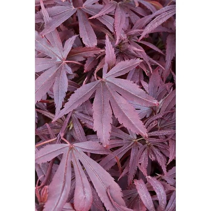 Pflanzen für dich Fächerahorn 60-80 cm - Acer palmatum 'Shaina' - Üppige, tiefrote, fünflappige Ahornblätter mit gezackten Rändern.